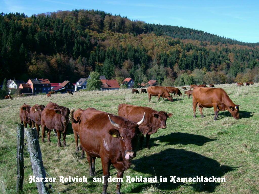 Gaestehaus Buendge Kamschlacken Exterior foto